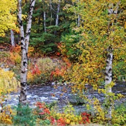 Autumn Birch Trees